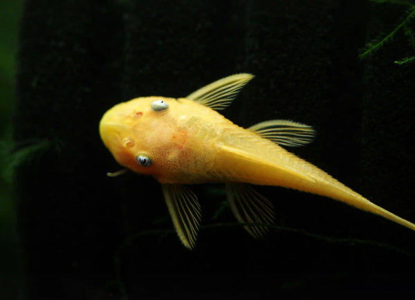 Ancistrus Doré/Blanc À Yeux Bleus (Ancistrus Sp. L144)
