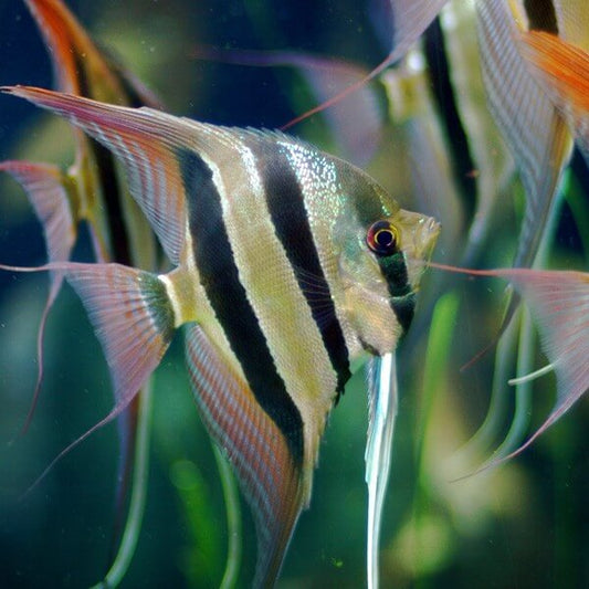 Ange Altum (Pterophyllum Altum)