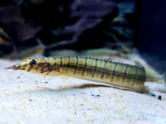 Anguille Zébré Bleue (Mastacembelus)