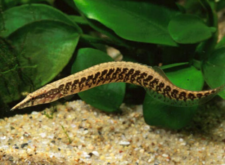 Anguille ZigZag (Mastacembelus Circumcinctus)