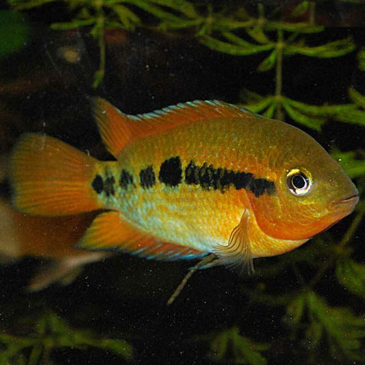 Arc-en-Ciel (Herotilapia Multispinosa)