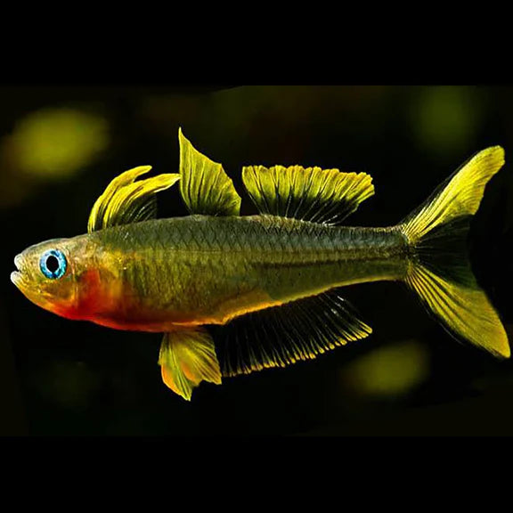 Arc-en-ciel à Queue Fourchue (Pseudomugil Furcatus)