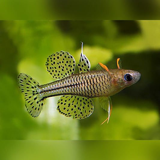 Arc-En-Ciel À Yeux Bleu Pointillé (Pseudomugil Gertrudae)