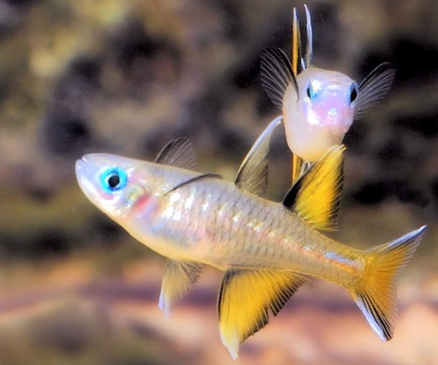 Arc-En-Ciel À Yeux Bleu (Pseudomugil Signifer)