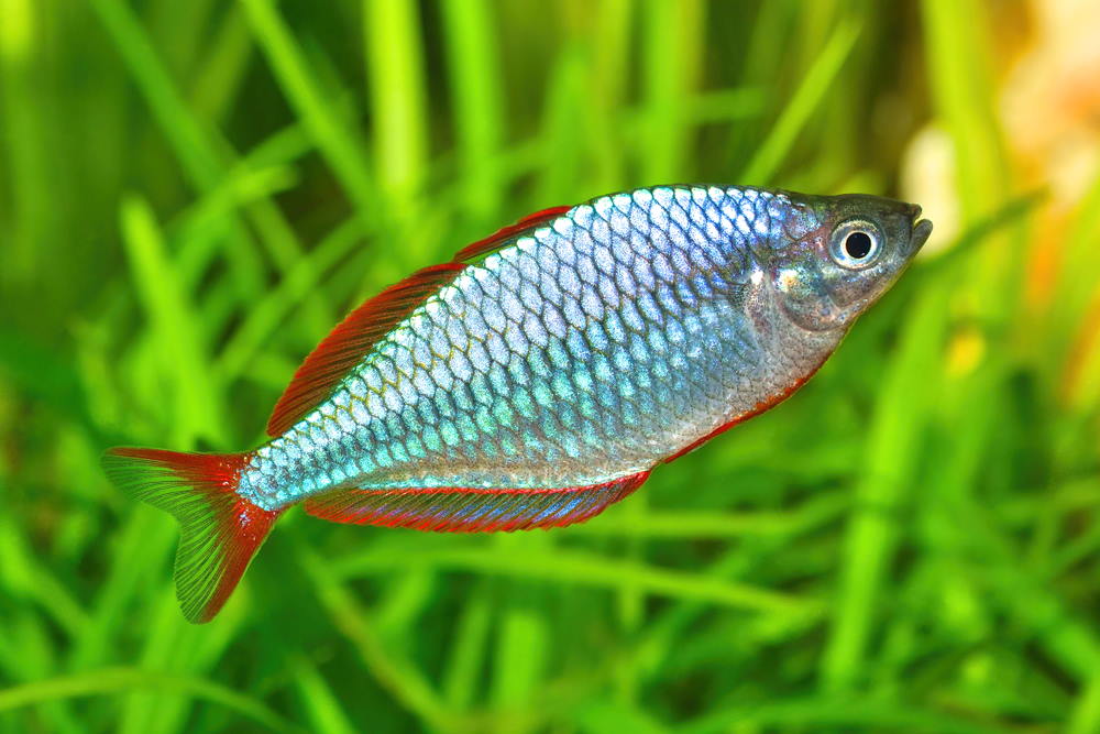 Arc-En-Ciel Nain (Melanotaenia Praecox)
