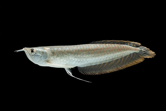 Arowana Argenté (Osteoglossum Bicirrhosum)