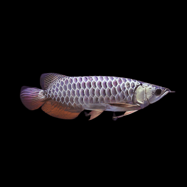 Arowana Bleu (Scleropages Formosus)