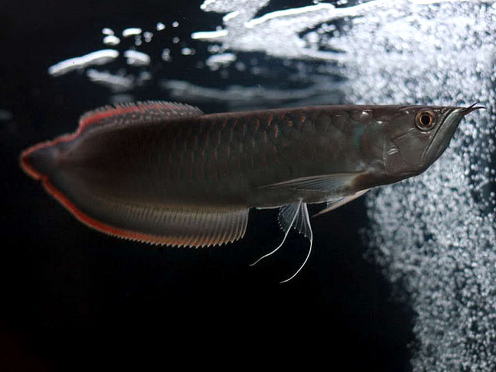 Arowana Noir (Osteoglossum Bicirrhosum)