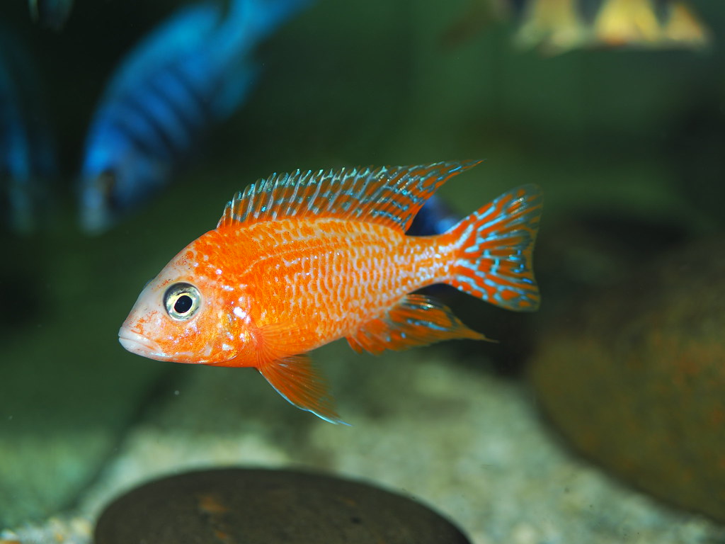 Aulonocara Sp. "Firefish" (Orange)