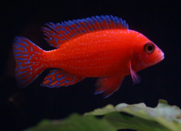 Aulonocara Sp. "Firefish" (Red)