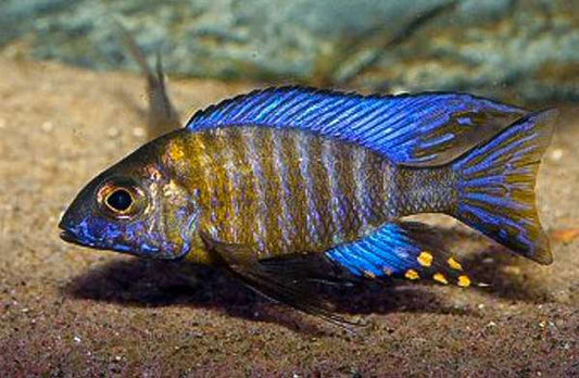 Aulonocara Ethelwynnae