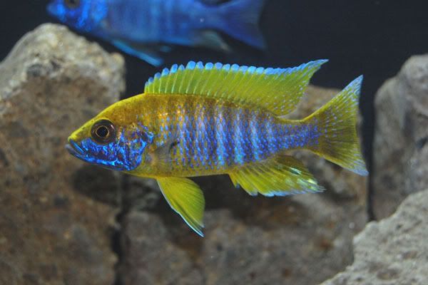 Aulonocara Jacobfreibergi (Jaune)