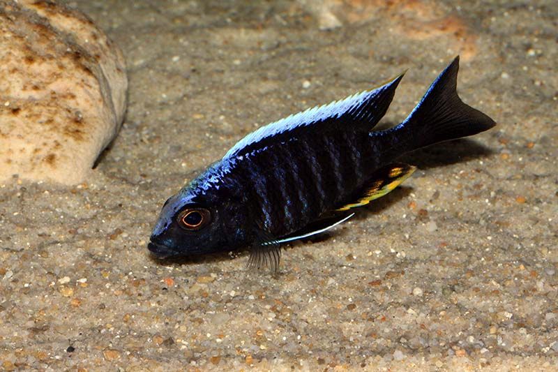 Aulonocara Kandeense