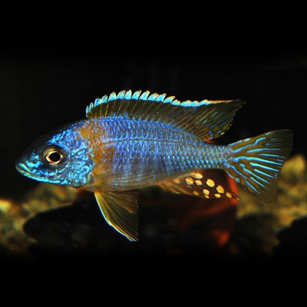 Aulonocara Korneliae