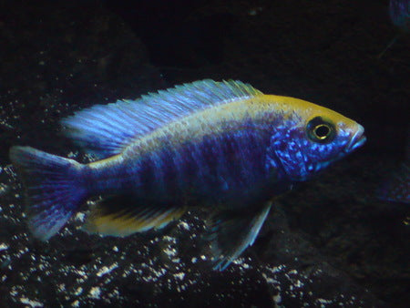 Aulonocara Maylandi (Jaune)