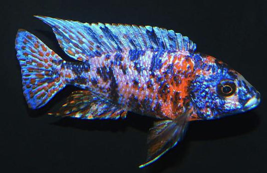 Aulonocara Sp. "Cinq Couleurs" (Bleu)