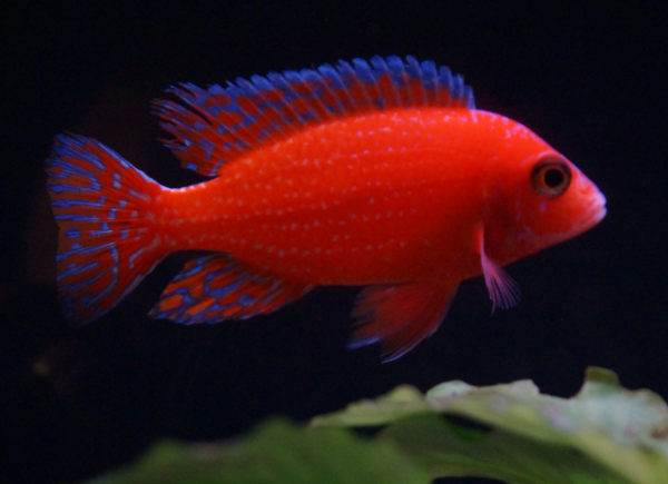 Aulonocara Sp. "Firefish" (Rouge)