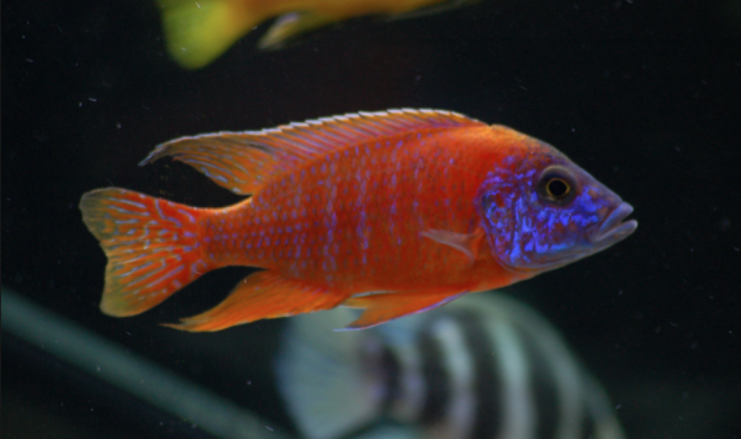 Aulonocara Sp. "German Rouge"