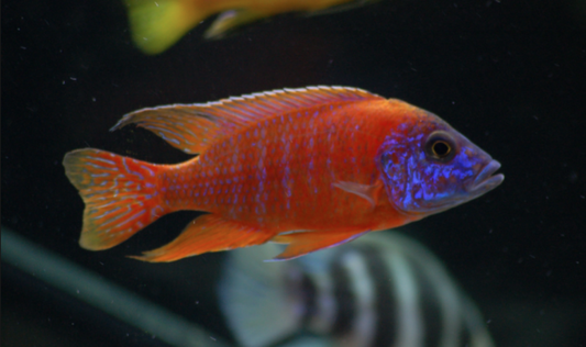 Aulonocara Sp. "German Rouge"