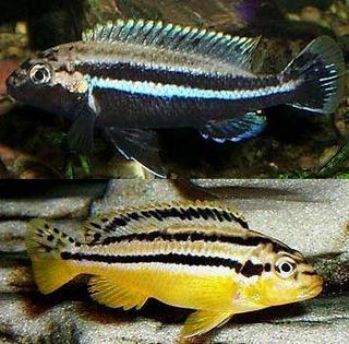 Auratus (Melanochromis Auratus)