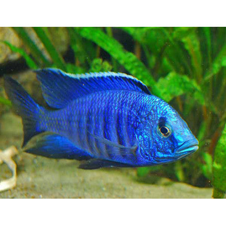 Azureus (Copadichromis Azureus)