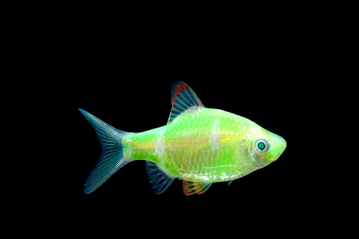 Barbu De Sumatra Albino Vert Électrique (Puntigrus Tetrazona)