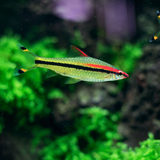 Barbu Torpedo (Sahyadria Denisonii)