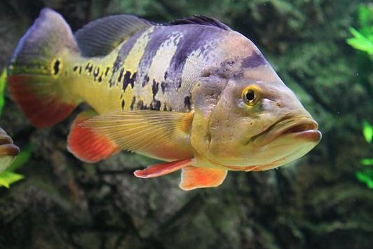 Basse Paon (Cichla Ocellaris)