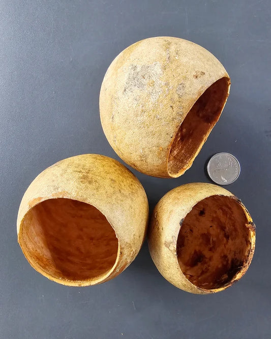 Pods de Bael (3x)