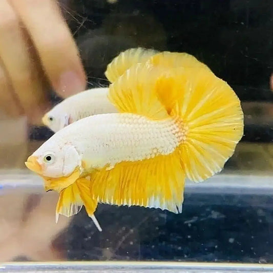 Betta Plakat Dragon Jaune (Betta Splendens)