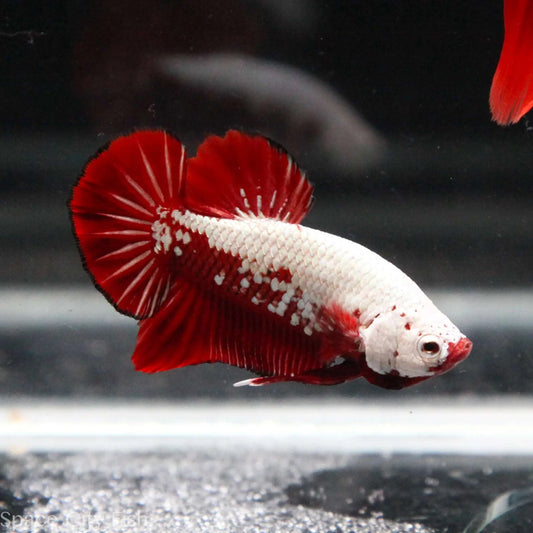 Betta Plakat Samurai Rouge (Betta Splendens)