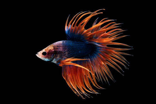 Betta Queue En Couronne Bleu/Orange (Betta Splendens)