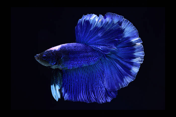 Betta Queue En Demi-Lune Bleu (Betta Splendens)