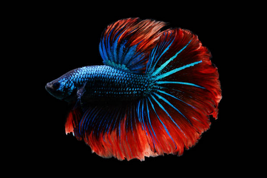Betta Queue En Demi-Lune Bleu/Rouge (Betta Splendens)