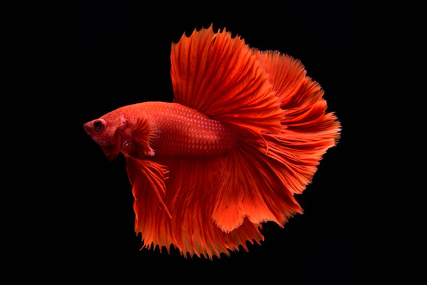 Betta Queue En Demi-Lune Rouge (Betta Splendens)