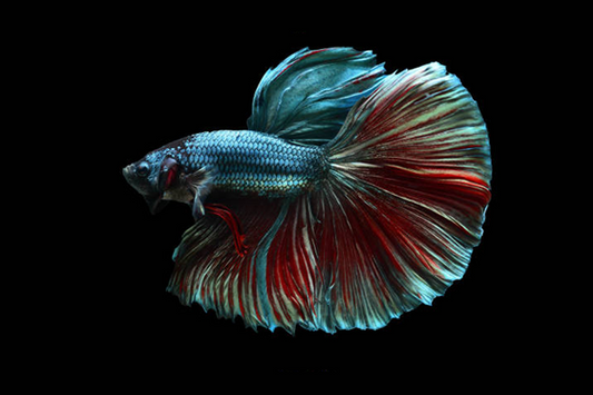 Betta Queue En Demi-Lune Turquoise (Betta Splendens)