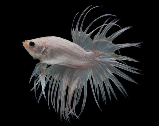 Betta Queue en Couronne Blanc (Betta Splendens)