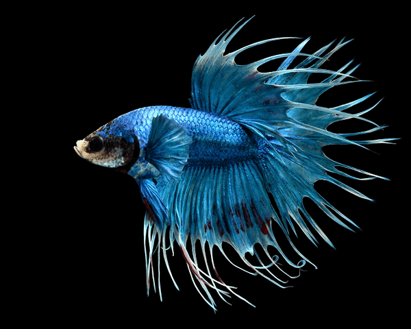 Betta Queue en Couronne Bleu (Betta Splendens)