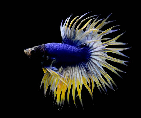 Betta Queue en Couronne Bleu/Jaune (Betta Splendens)