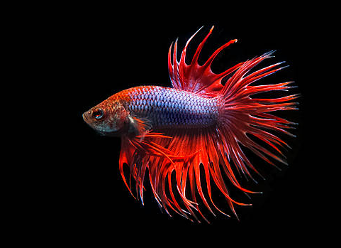 Betta Queue en Couronne Bleu/Rouge (Betta Splendens)