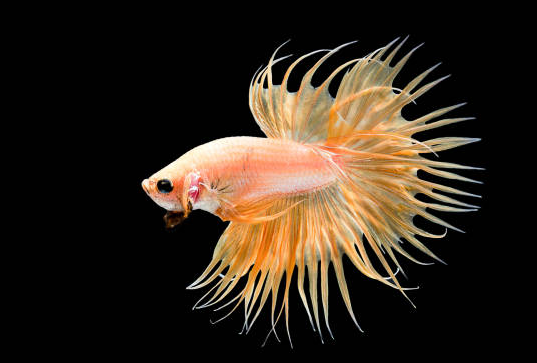 Betta Queue en Couronne Jaune/Orange (Betta Splendens)