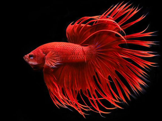 Betta Queue en Couronne Rouge (Betta Splendens)