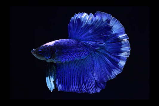 Betta Queue en Demi-Lune Bleu (Betta Splendens)