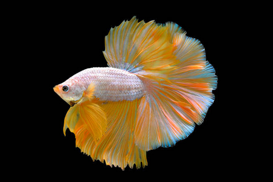 Betta Queue en Demi-Lune Jaune (Betta Splendens)