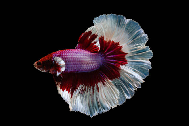 Betta Queue en Demi-Lune Rouge/Blanc (Betta Splendens)