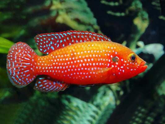 Bijoux Rouge (Hemichromis Bimaculatus)