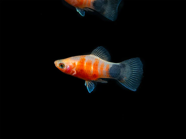 Platy Tigré (Xiphophorus Maculatus)