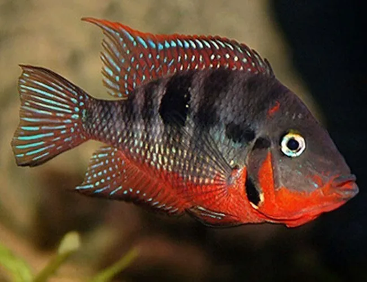 Bouche De Feu (Thorichthys Meeki)