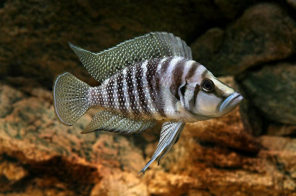 Calvus (Altolamprologus Calvus)
