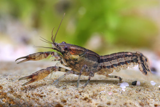 Écrevisse Brune (Procambarus Alleni)